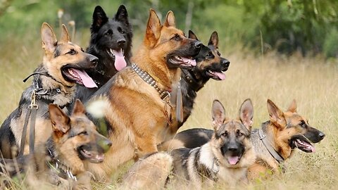 The Ultimate Guide to German Shepards