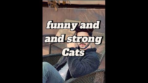 Funny and strong cats