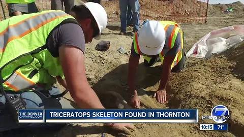 PHOTOS: Rare triceratops fossil found in Thornton at construction site