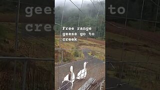 Farm surveillance. Free range geese