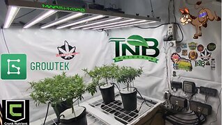 Bad Ass Seeds Magdalene, @Mars Hydro FCE8000, @TNB Naturals @GrowTek & @Cronk Nutrients