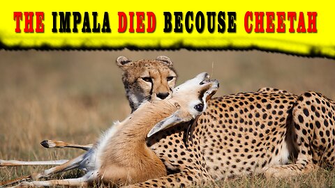 Cheetah Hunting Impala || Forbidden Territory || Troop of Baboons