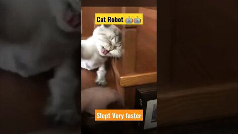 funny cat videos||american shorthair cat||british shorthair cat||#Gigox#cats#pitbull#Shorts