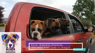Boxer Madness Explores Lost Lake, Oregon