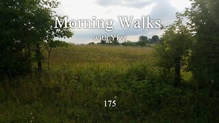 Morning Walks with Yizz 175