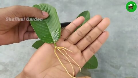 How to grow guava trees from guava leaves