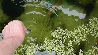 Hand feeding my northern pike by PIRANHA FISH AND FRIENDS