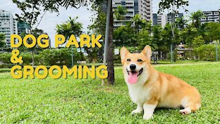 Shinji The Corgi- Dog Park and Grooming
