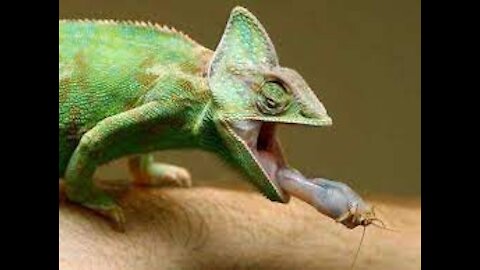 Chameleon colour