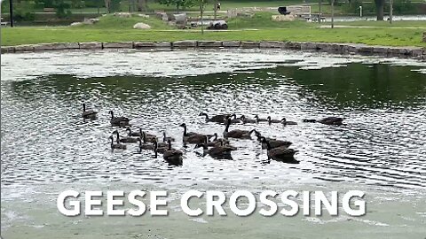 Geese Crossing