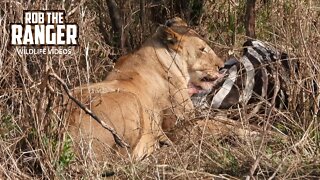 Two Meals For A Lion Pride | Maasai Mara Safari | Zebra Plains