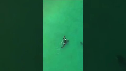 Nadando com as Orcas Baleias assassinas #shorts