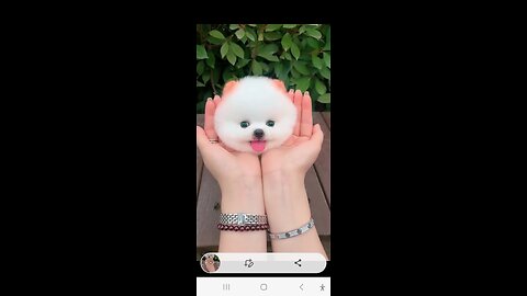 New cute 😍 cats 🐈 and dogs funny amaizing animals 2024