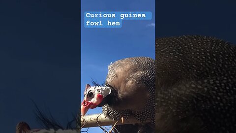 Curious guinea fowl hen