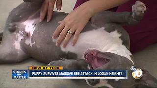 Puppy survives massive bee attack in Logan Heights