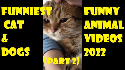 Funniest Cat And Dogs 😂 Funny Animal Videos 2022 Part 2