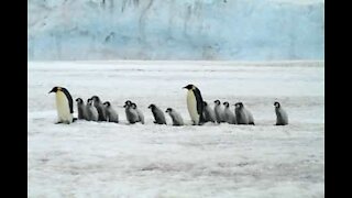 Time-lapse of penguin migration on Antarctica