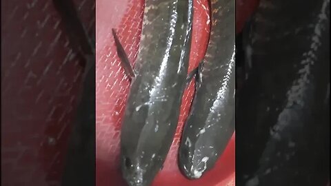 জীবিত শোল মাছ #live shol fish #Tasty fish #unique fish cutting #shorts #trending #virals #reels