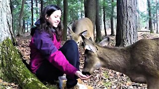 Girl entices wild deer from the forest to eat from her hand