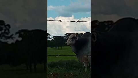 "Touro nelore gigante 🐮🐮de José Bonifácio "#SHORTS