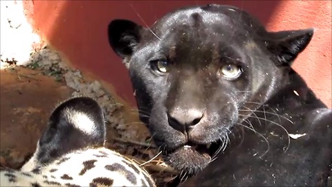 Groggy jaguars slowly awaken after being sedated