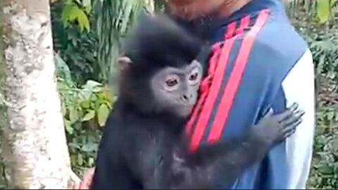 Primate animals native to the island of Java part of human nurturing
