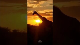 Giraffe Sunset #shorts