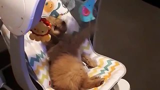Puppy Adorably Plays In Baby's Rocker