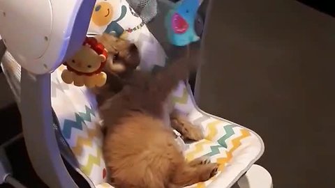 Puppy Adorably Plays In Baby's Rocker