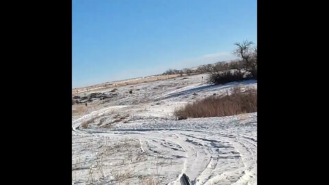 Colorado Pheasant Hunting-long passing bird | Rocky Mountain Roosters