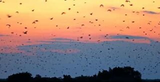 Thousands of bats fly at sunrise in Africa