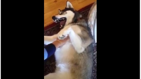Siberian Husky Can't Help But Giggle When Tickled