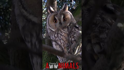 🤗 #AwwNIMALS - Observant Long-Eared Owl 💕
