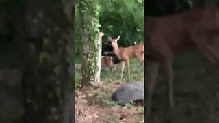 3 legged deer 🦌 with babies baby deer family