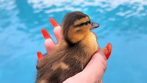 We rescued the CUTEST Baby DUCKLINGS from a pool!