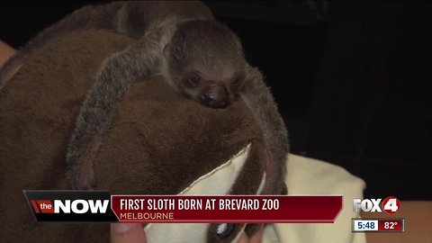 Florida zoo welcomes baby sloth