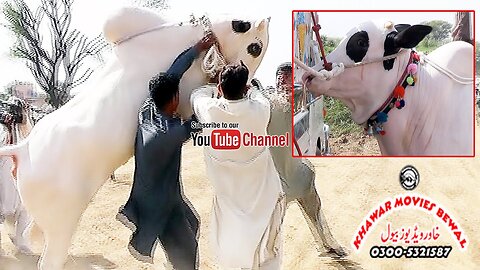 Bull Race In Pakistan