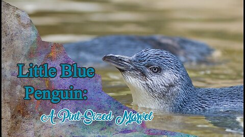 Little Blue Penguin: A Pint Sized Marvel