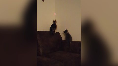 Two Cats VS One Laser Dot