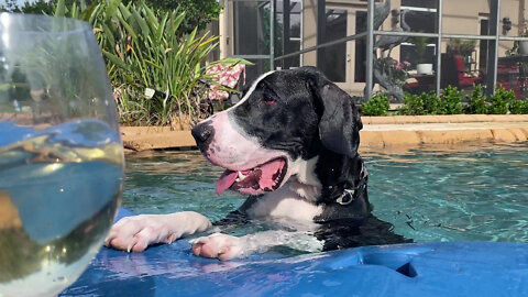 Funny Great Dane Practice Dipping & Sipping On Her Pool Floatie Lilo