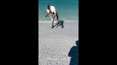 Livestream Highlights - Juvenile Spotted EagleRays, Redfish & Tarpon!