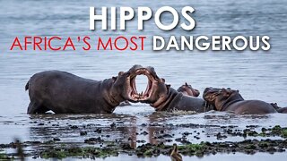 HIPPOPOTAMUS | AFRICA’S MOST DANGEROUS ANIMAL | LARGE SEMIAQUATIC MAMMAL