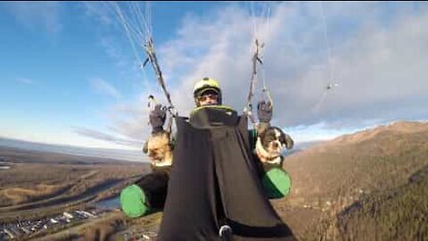 Hunde nyder at paraglide over snetoppede bjerge i Alaska