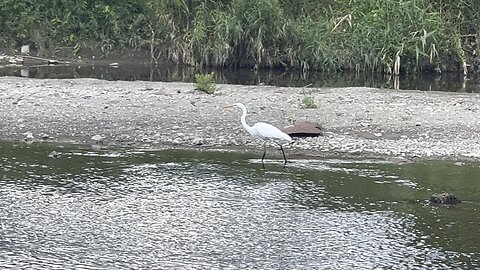 White Egret fishing. Cormorants chilling