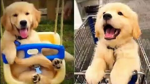 Dog funny video | Try not to laugh | Funny video 2021