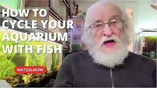 HOW TO #CYCLE YOUR AQUARIUM WITH FISH