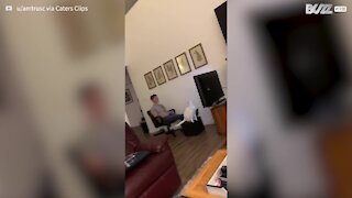 Cat knocks TV down and tests owner's reflexes