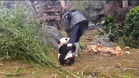 L'adorabile panda intralcia il suo lavoro
