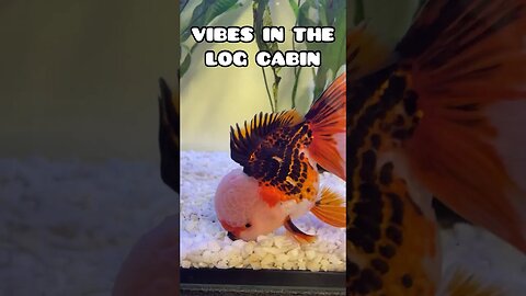 VIBES IN THE GOLDFISH LOG CABIN ❤️ #fancygoldfish #aquarium #ranchugoldfish #goldfishtank