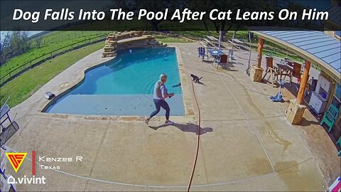 Dog Falls Into The Pool After Cat Leans On Him Caught On Vivint Camera | Doorbell Camera Video